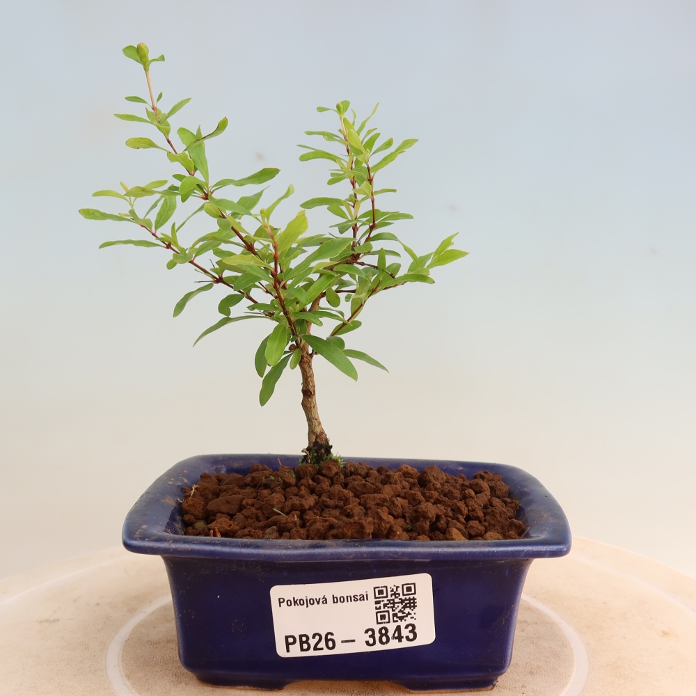 Room bonsai-PUNICA granatum nana-Granate apple