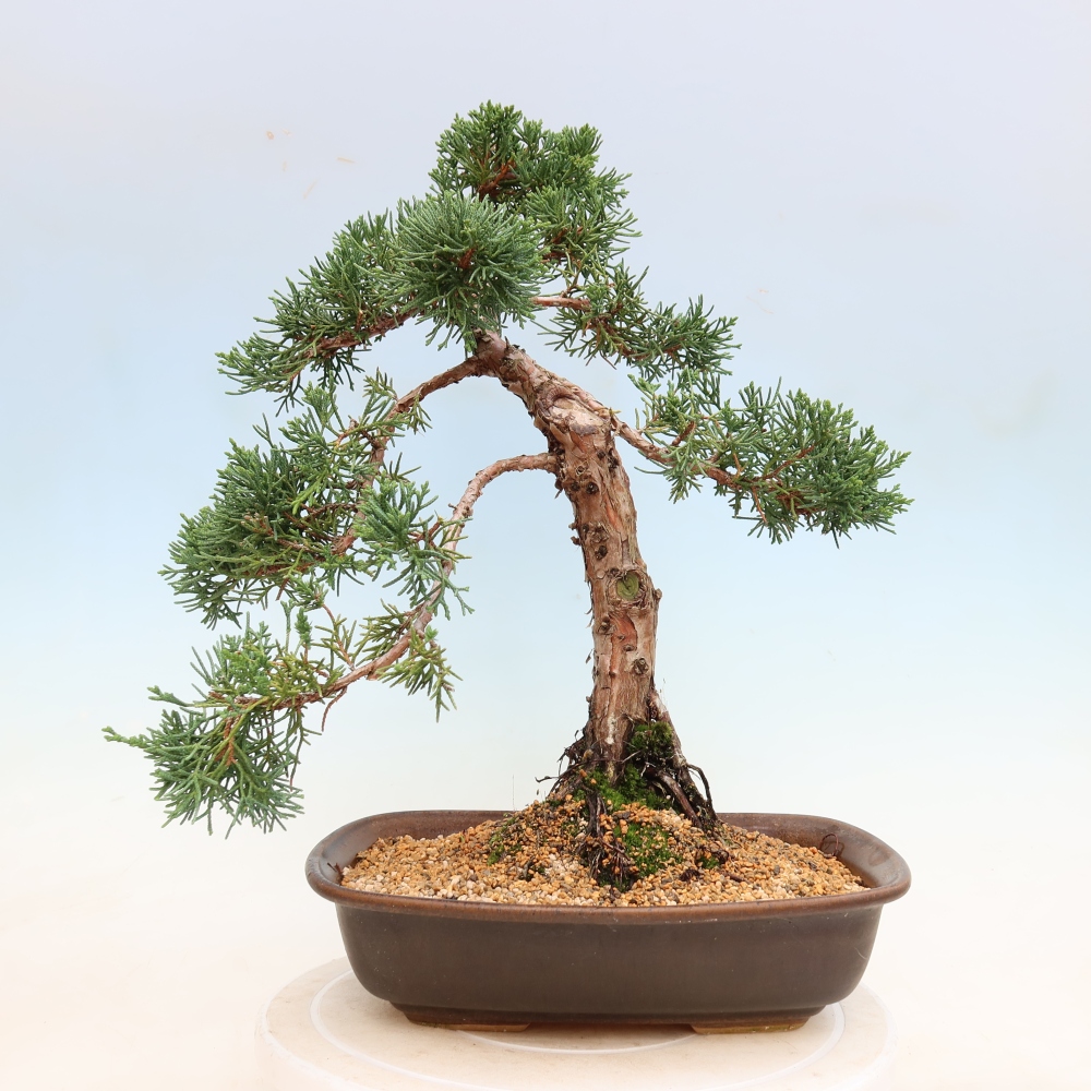 Outdoor bonsai - Juniperus chinensis Kishu