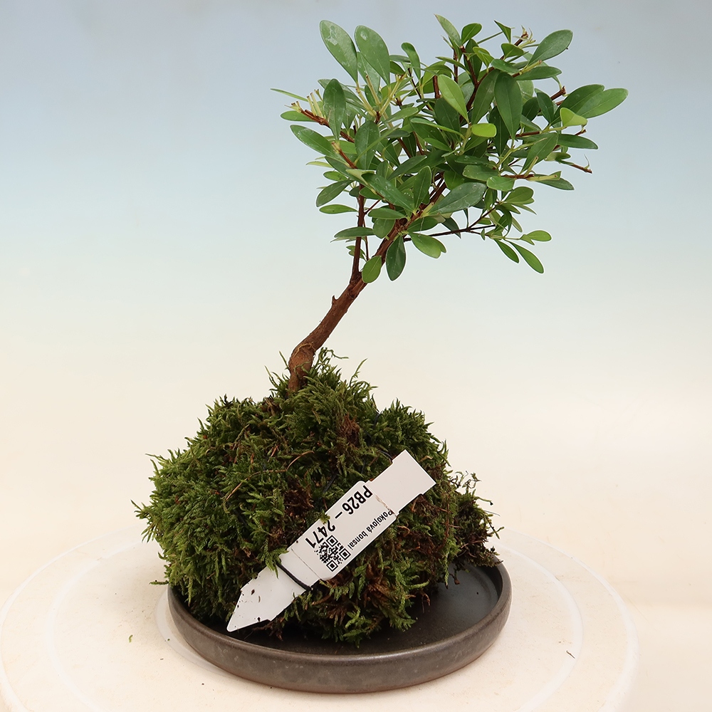 Kokedama with a saucer - Syzygium - Allspice Tree