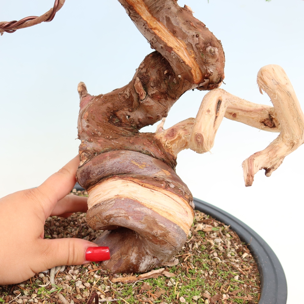 Outdoor Bonsai - Juniperus chinensis Itoigawa - Chinese Juniper