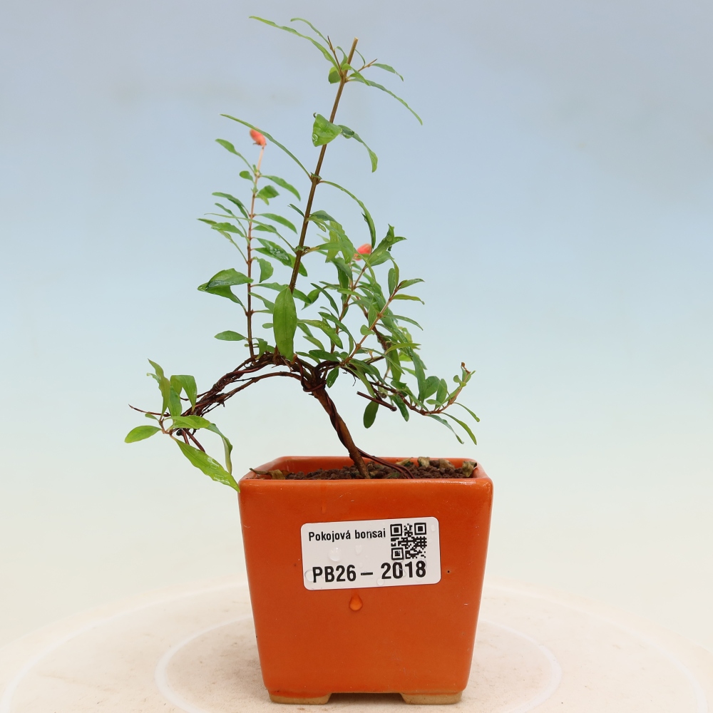 Room bonsai-PUNICA granatum nana-Granate apple