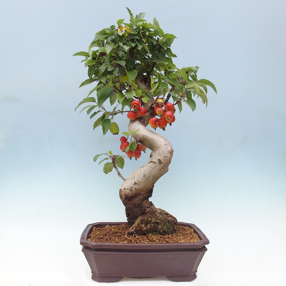 Outdoor bonsai - Malus halliana - Small-fruited apple tree