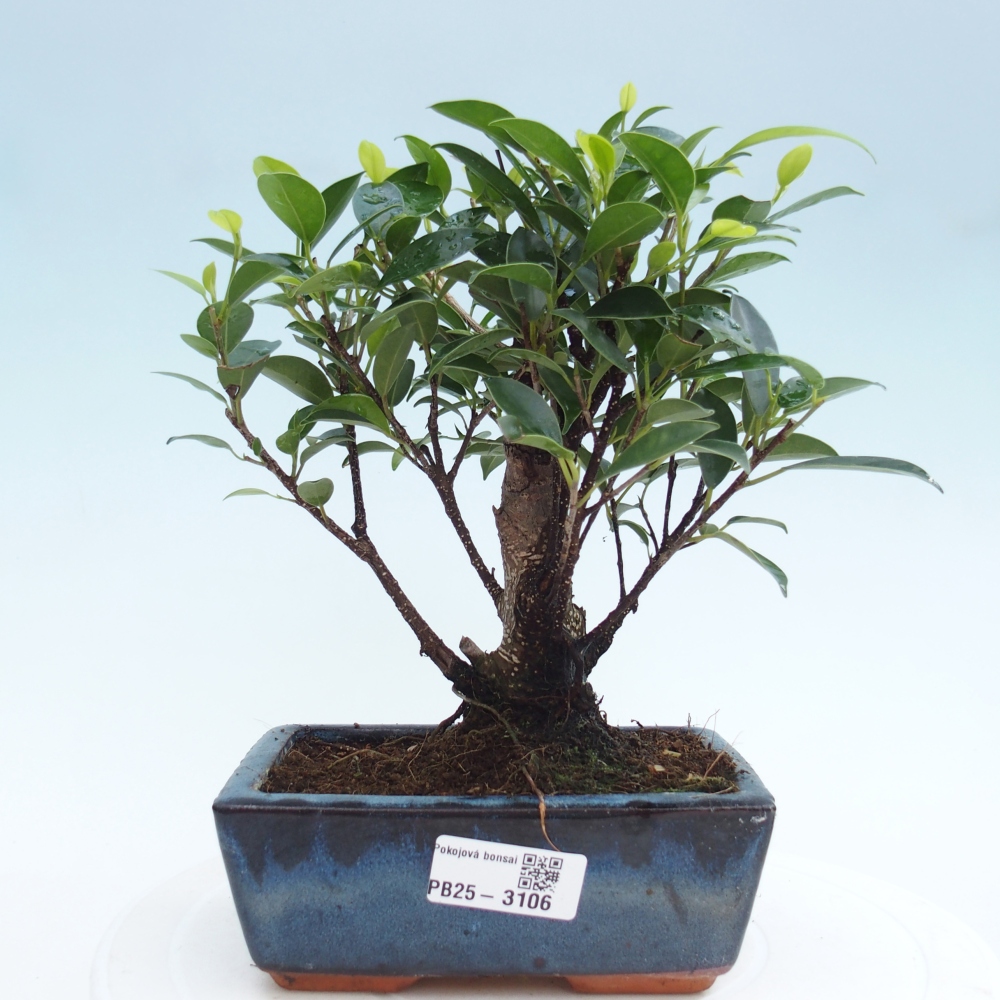 Indoor bonsai - Ficus retusa - small-leaved ficus
