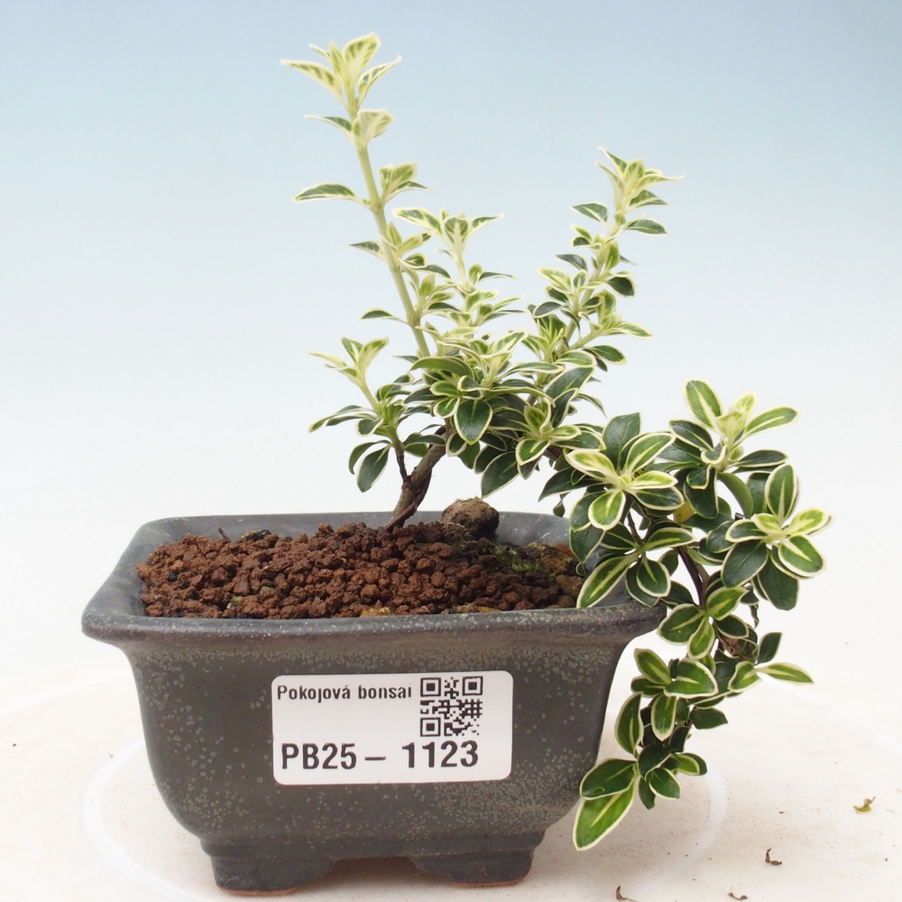 Indoor bonsai - Serissa foetida Variegata - Tree of a thousand stars