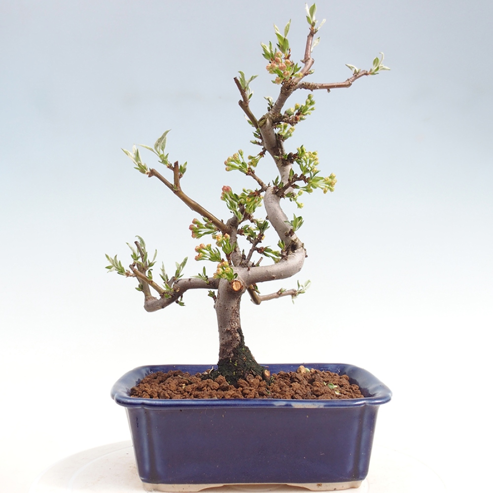 Outdoor bonsai - Malus sargentii - Small-fruited apple tree
