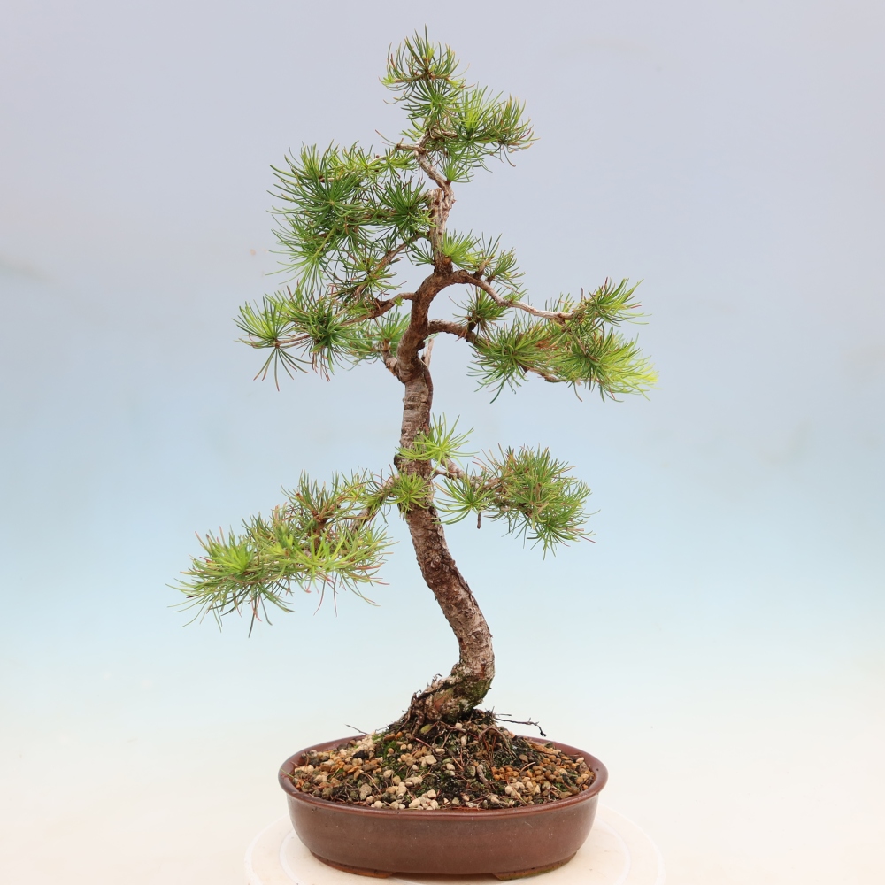 Outdoor bonsai -Larix decidua - Larch