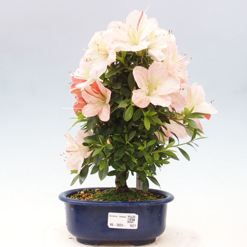 Outdoor bonsai - Japanese azalea - Azalea Asazakura