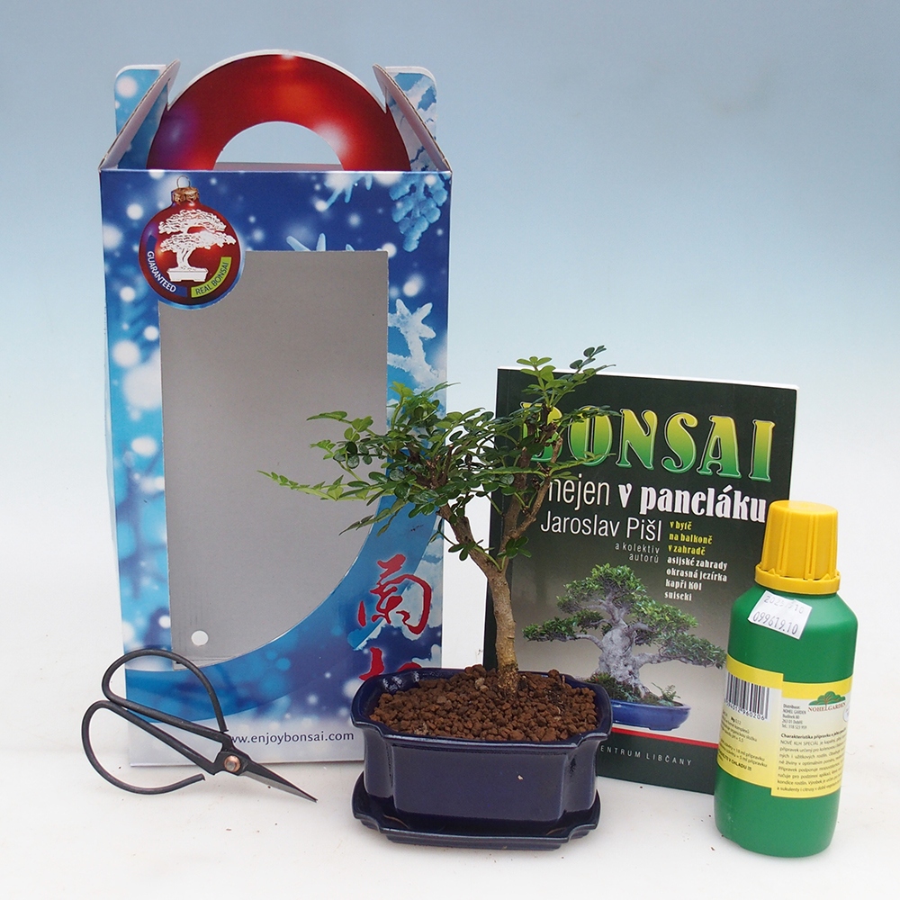 Room bonsai in gift box Zantoxylum piperitum - Pepper tree