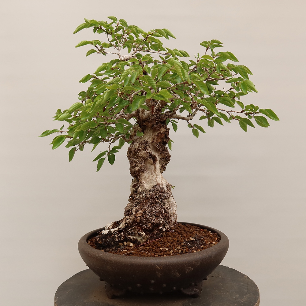 Outdoor bonsai - Carpinus Coreana - Korean hornbeam
