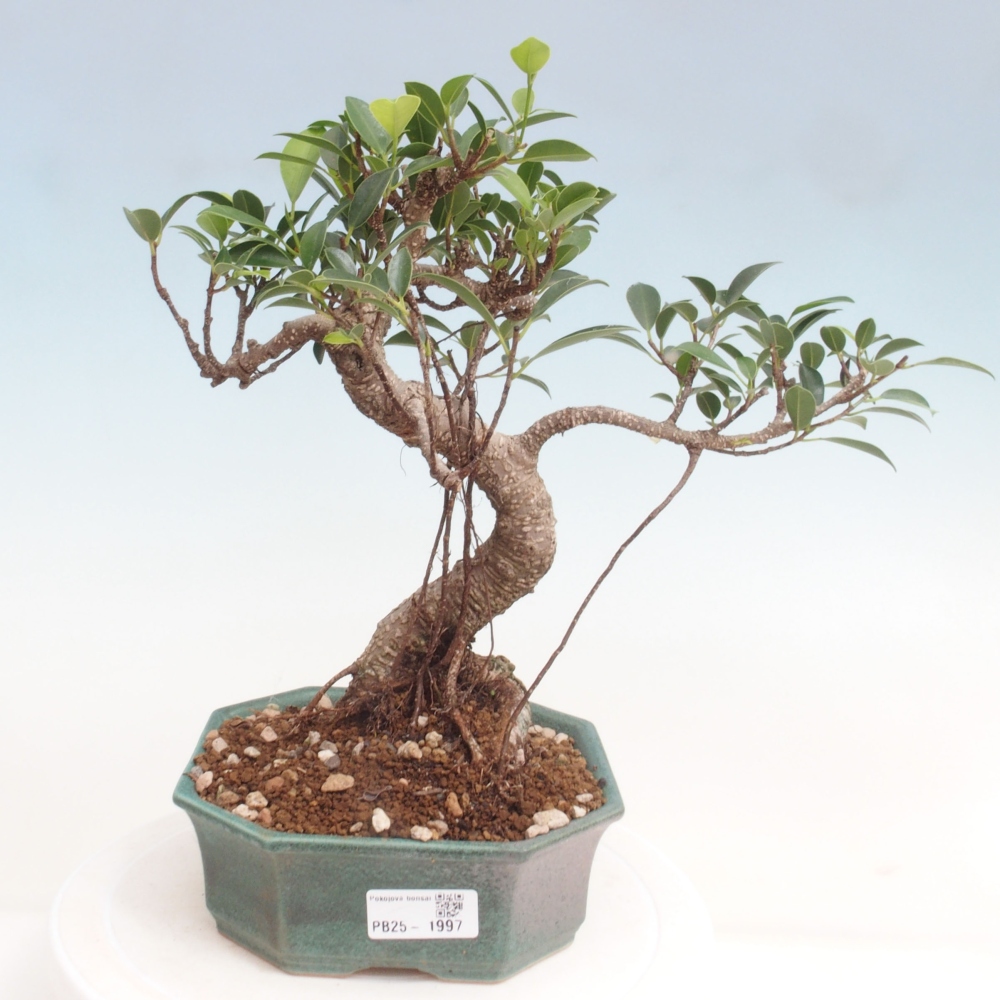 Indoor bonsai - Ficus retusa - small ficus