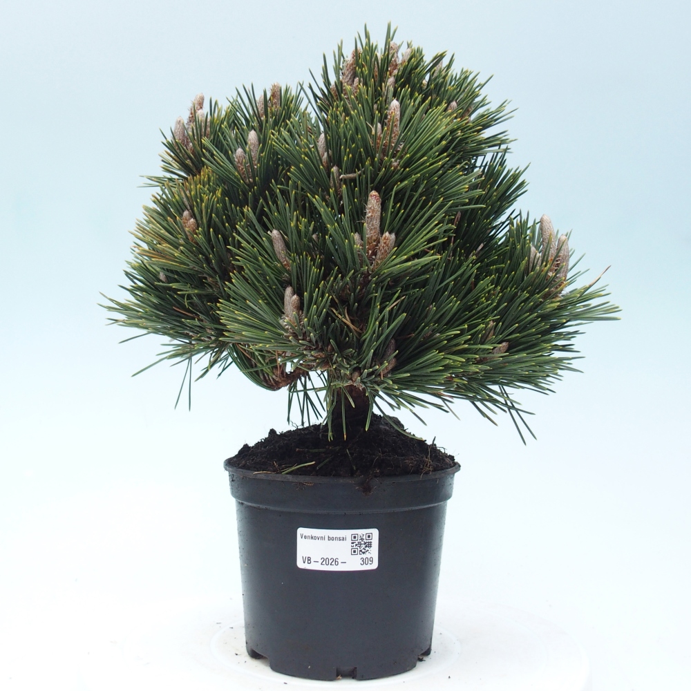 Outdoor bonsai - Pinus thunbergii senjyumaru - Thunberg pine