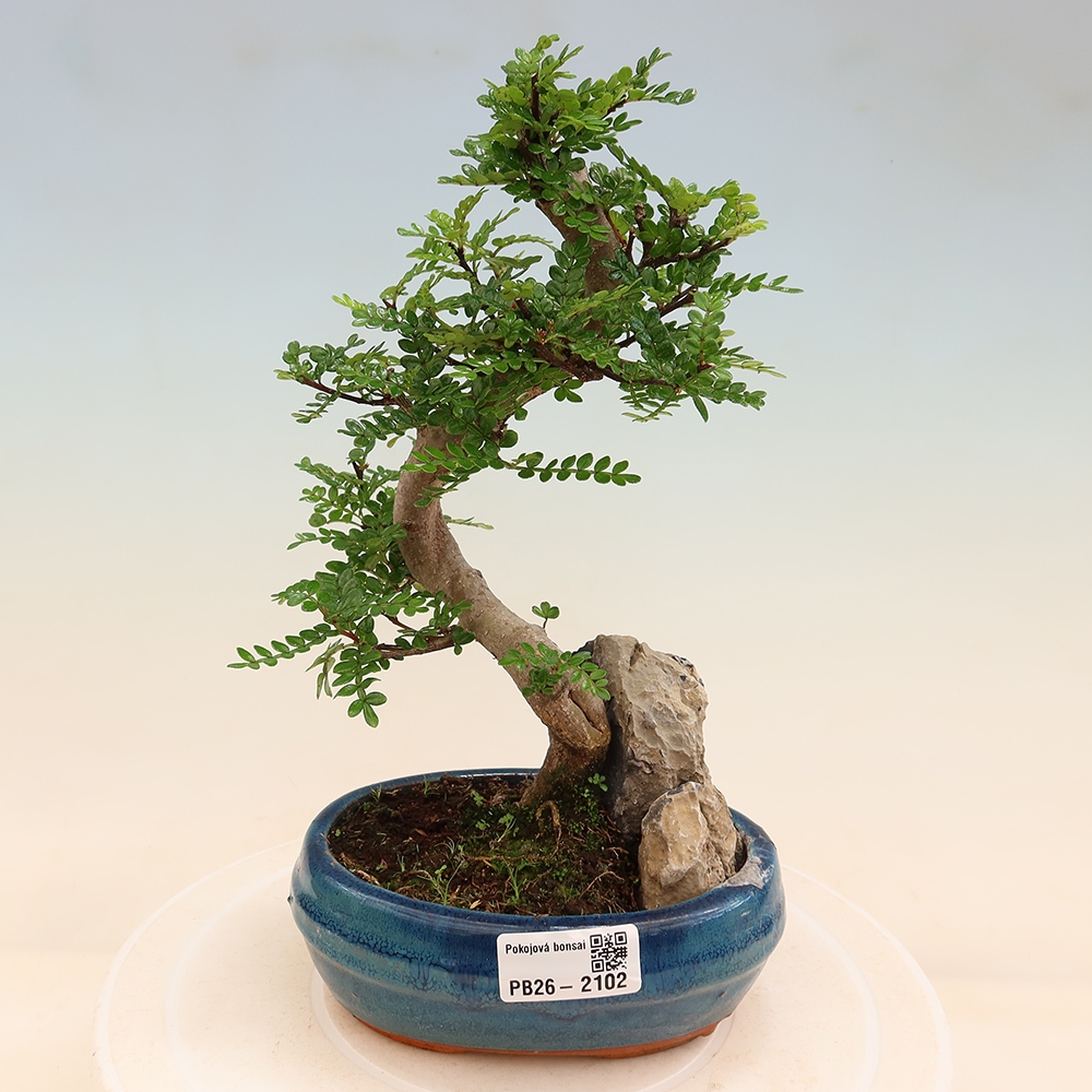 Room bonsai - Zantoxylum piperitum - pepper tree