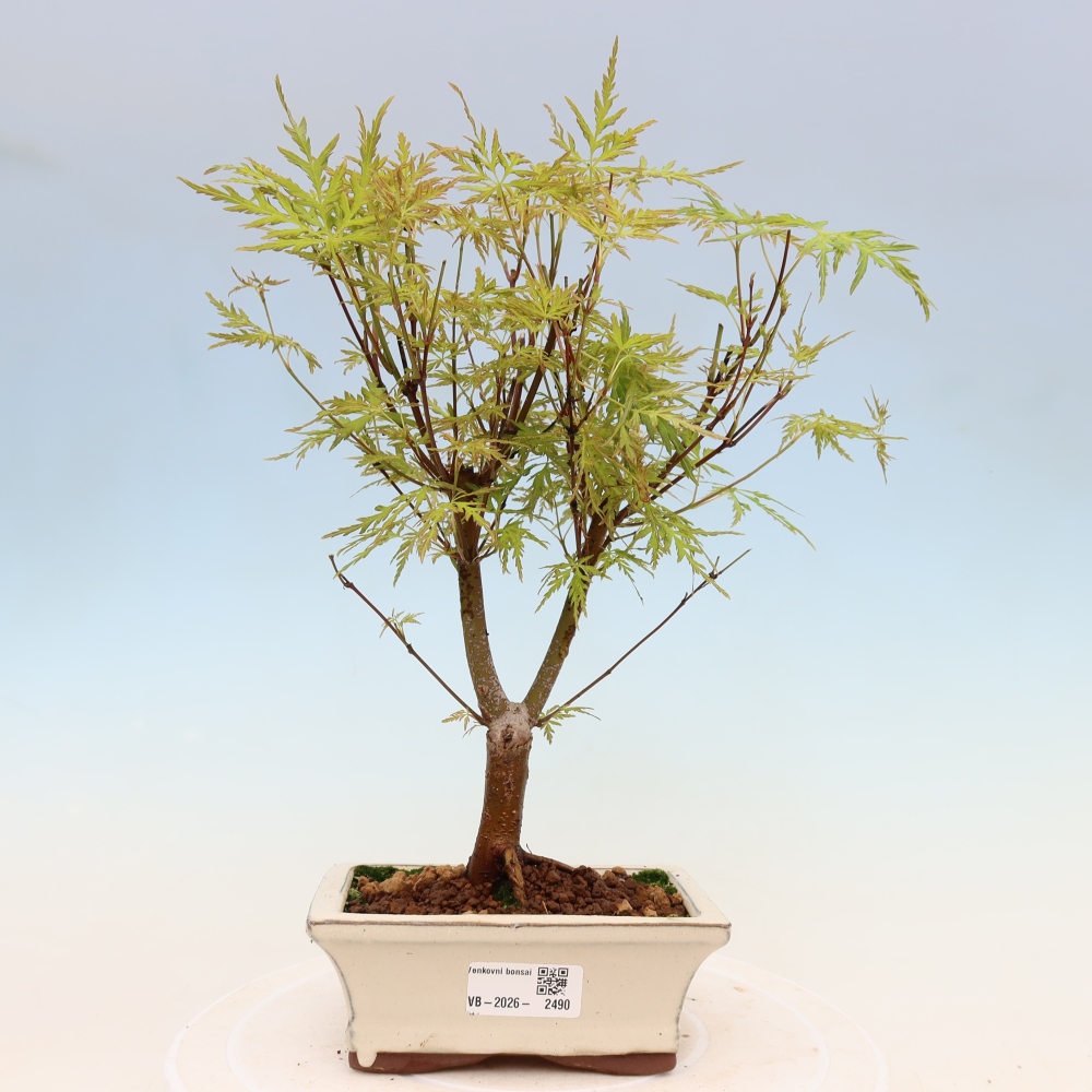 Outdoor Bonsai - Acer palmatum Dissectum - Japanese Maple 