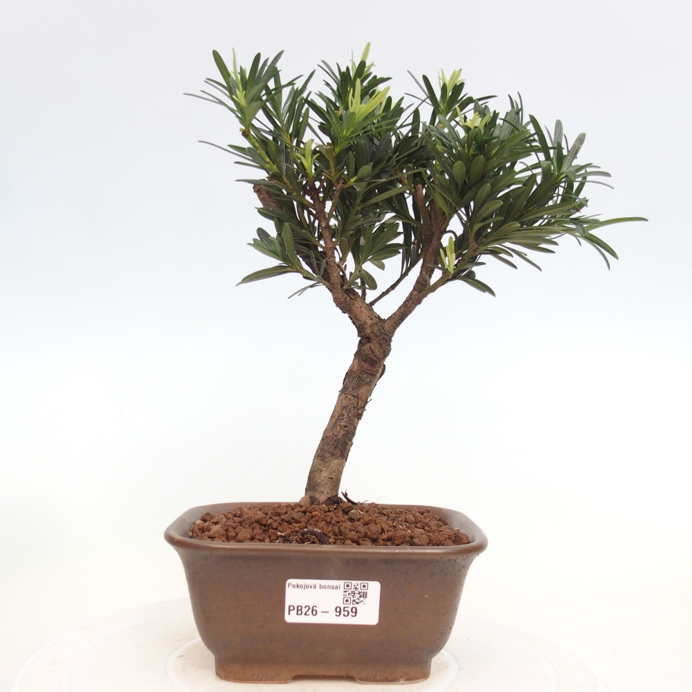 Room bonsai - Podocarpus - Stone Yew
