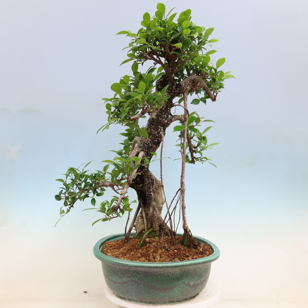 Room bonsai - Ficus kimmen - small-leaved ficus