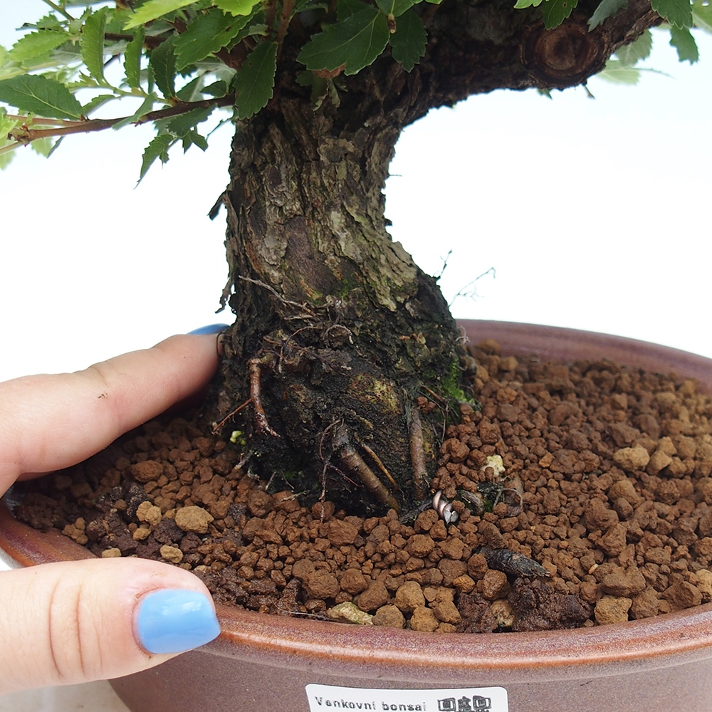 Outdoor bonsai - Zelkova - Zelkova NIRE