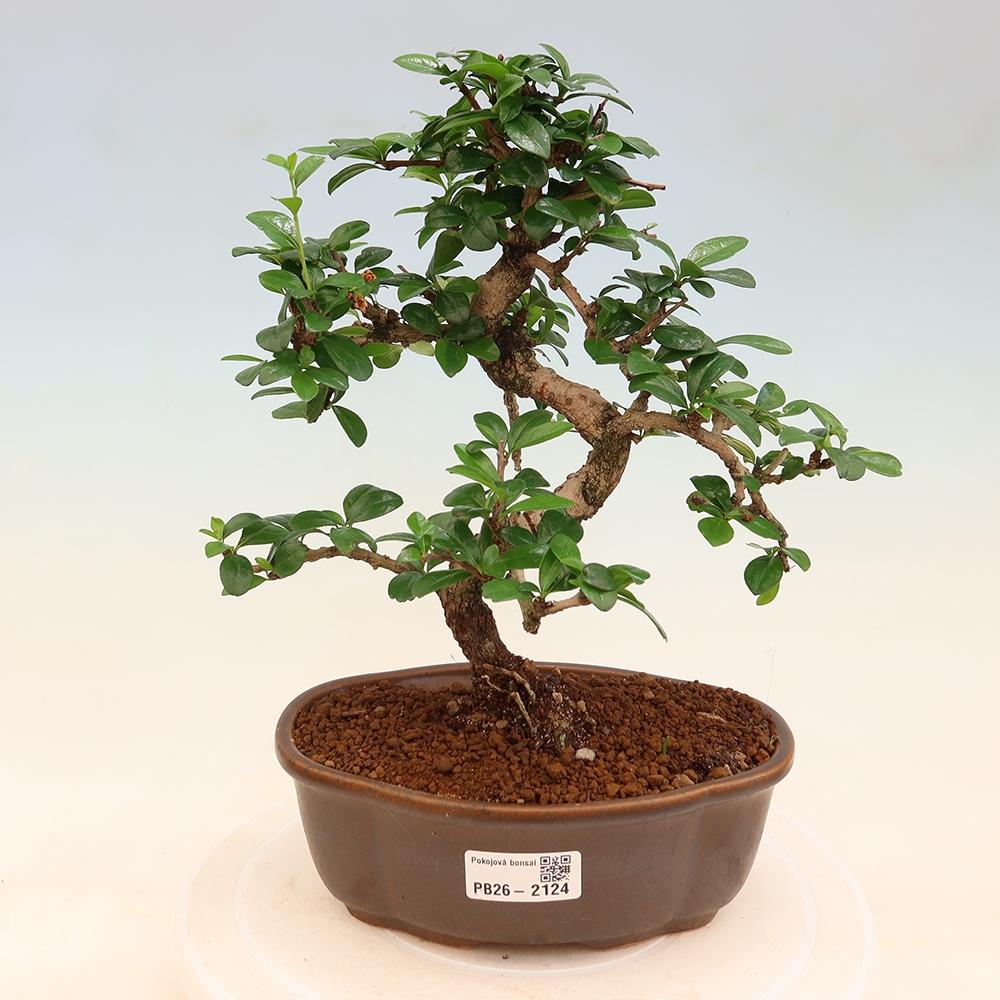 Room bonsai - Carmona macrophylla - Tea fuki