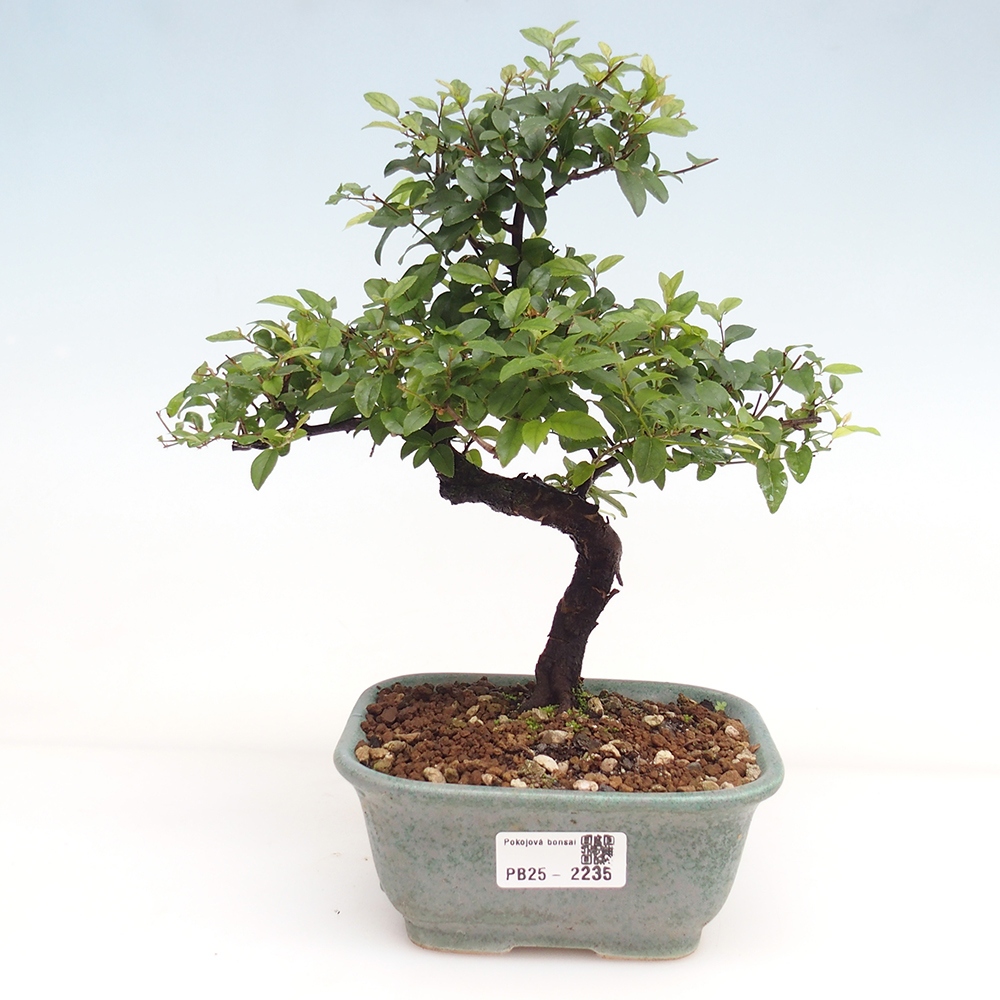 Indoor bonsai - Sagerécie thea - Sagerécie thea
