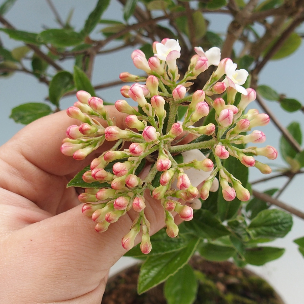 Outdoor bonsai-Kalina Bodnanská - Viburum carlesii hemsi