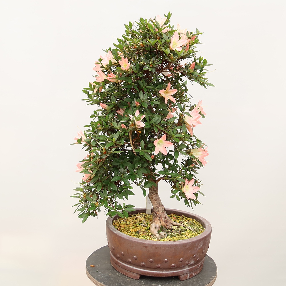 Outdoor bonsai - Japanese azalea - Azalea CHIHIRO