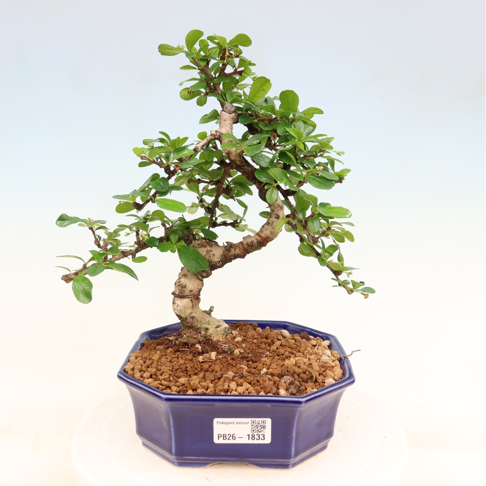 Room bonsai - Carmona macrophylla - Tea fuki