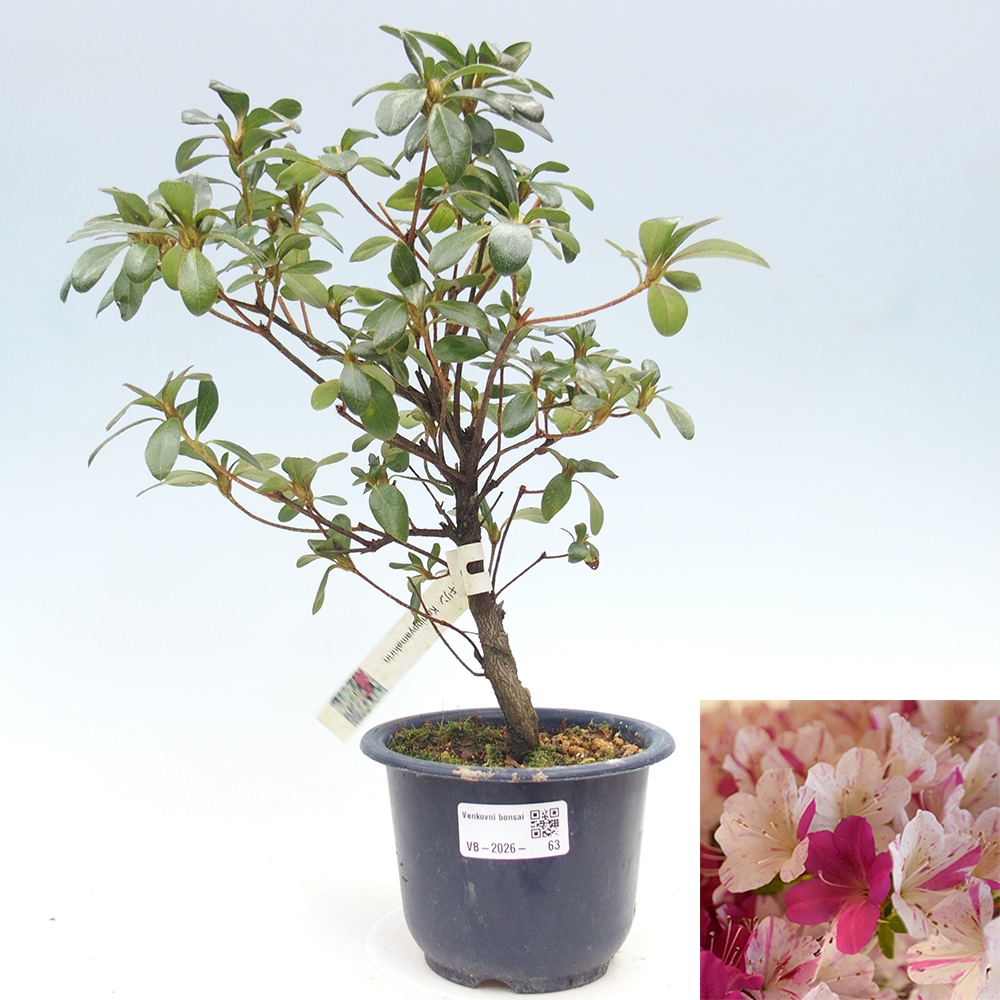 Outdoor bonsai - Japanese azalea - Azalea Kaminoyamakirin