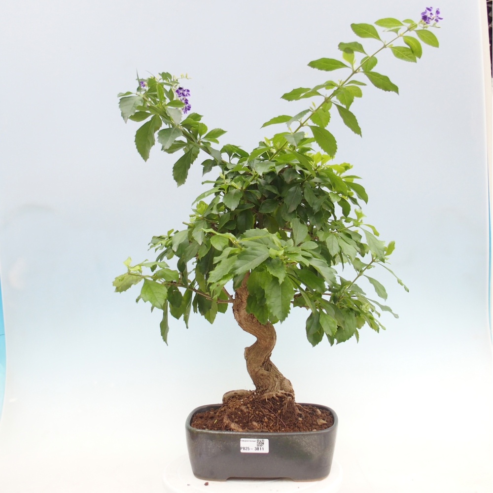 Room bonsai - Duranta repens -Duranta