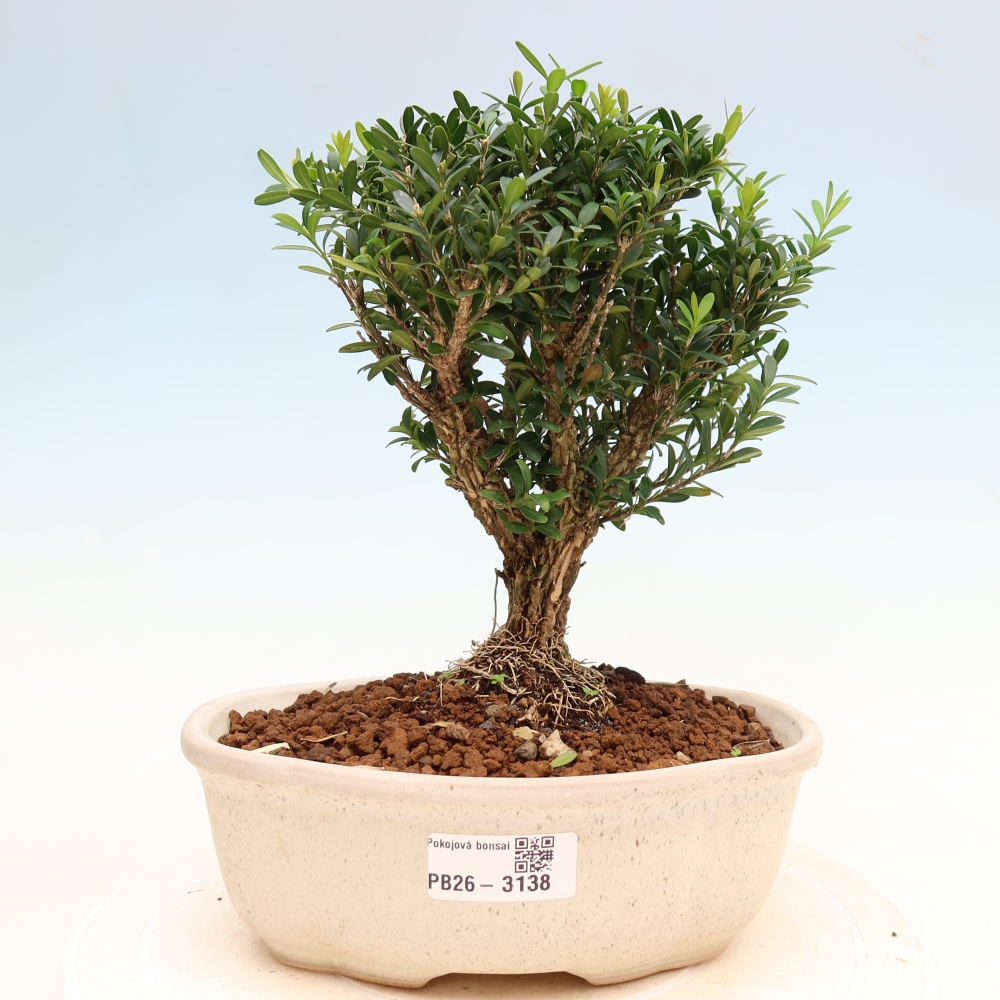 Room bonsai - Buxus harlandii - cork buxus