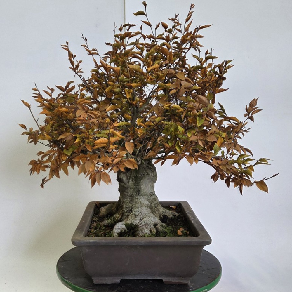 Outdoor bonsai -Fagus crenata