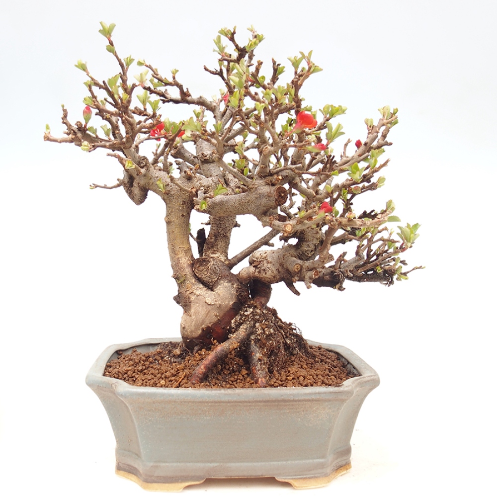 Outdoor bonsai - Chaneomeles speciosa - Quince