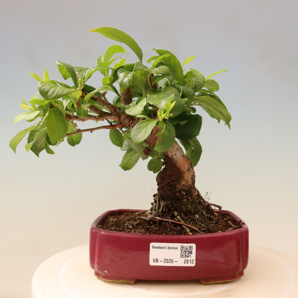 Outdoor bonsai - Celastrus orbiculatus