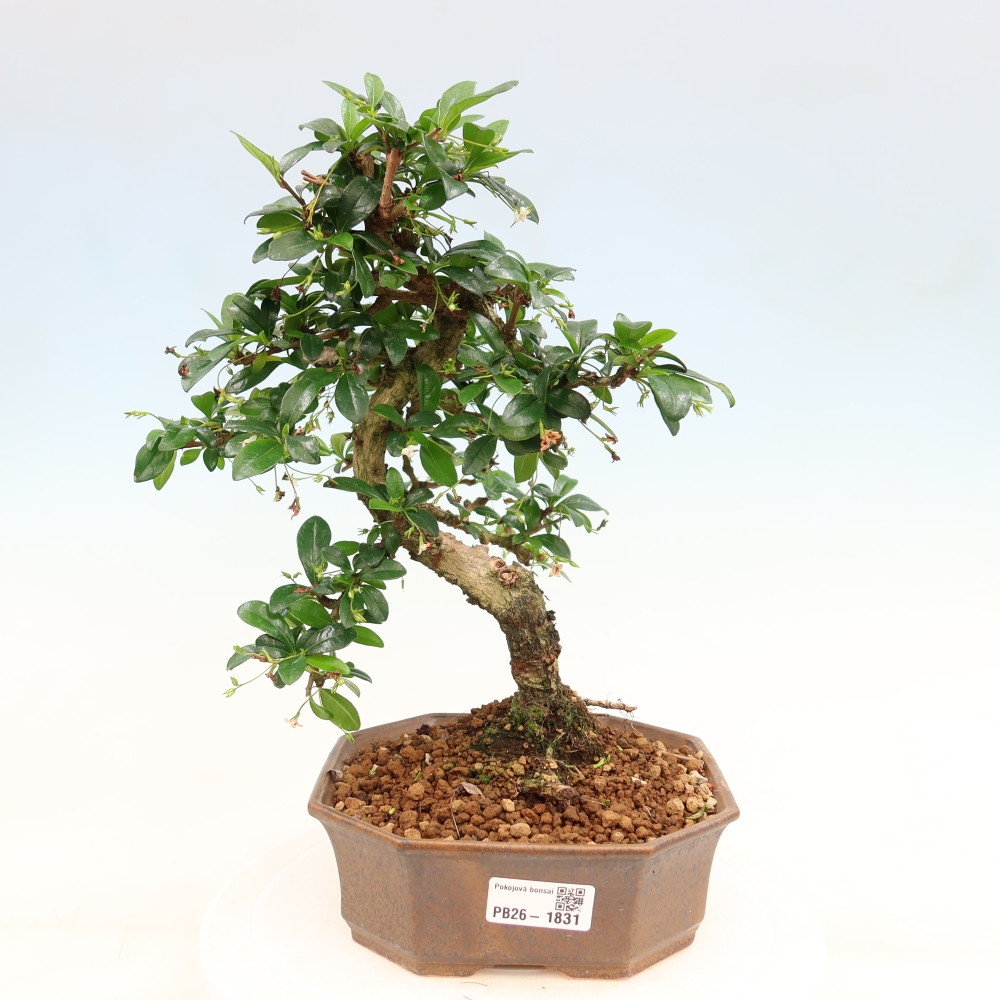 Room bonsai - Carmona macrophylla - Tea fuki