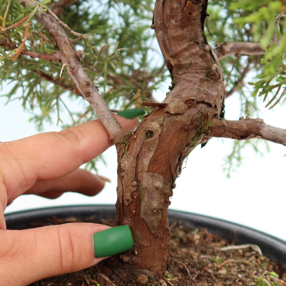 Outdoor Bonsai - Juniperus chinensis Itoigawa - Chinese Juniper