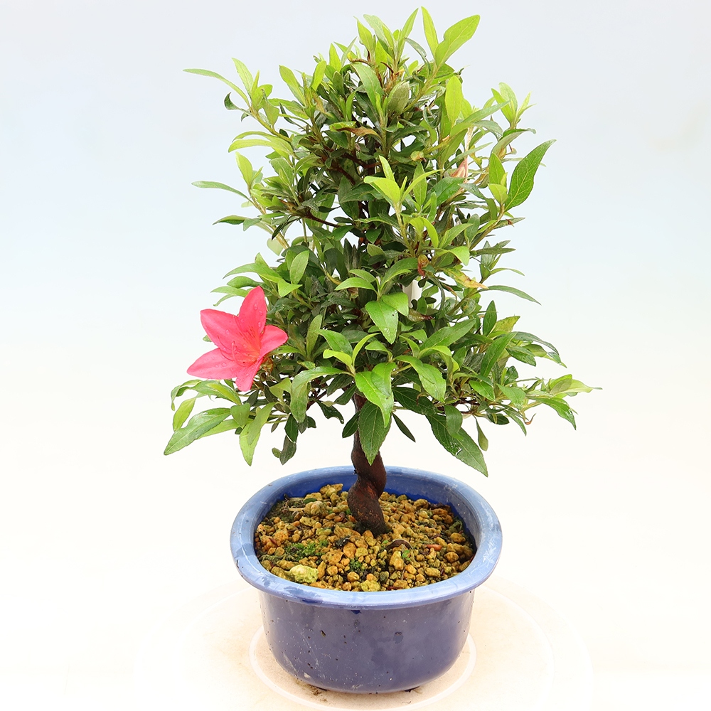 Outdoor bonsai - Japanese azalea - Azalea CHIHIRO