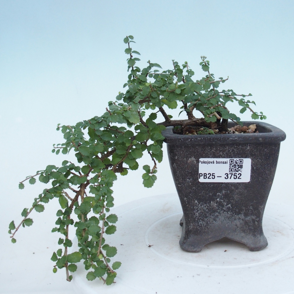 Room bonsai - Grewia sp. - Grewia malafolia