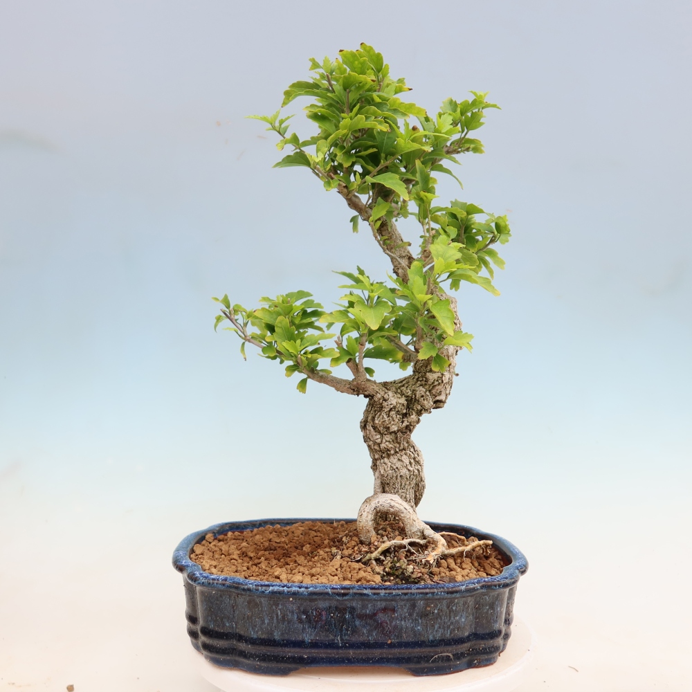 Outdoor Bonsai - Hibiscus syriacus - Syrian Hibiscus