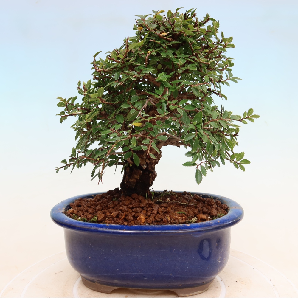 Outdoor bonsai - Zelkova - Zelkova NIRE