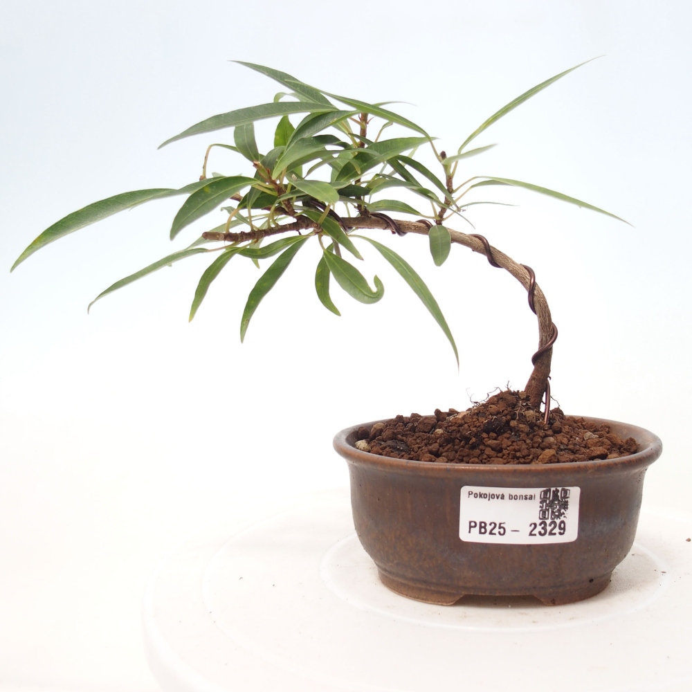 Indoor bonsai - Ficus nerifolia - small-leaved ficus