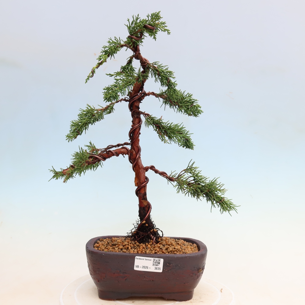 Outdoor bonsai - Juniperus chinensis Kishu