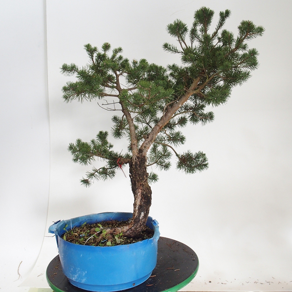 Yamadori - Pinus sylvestris Spain