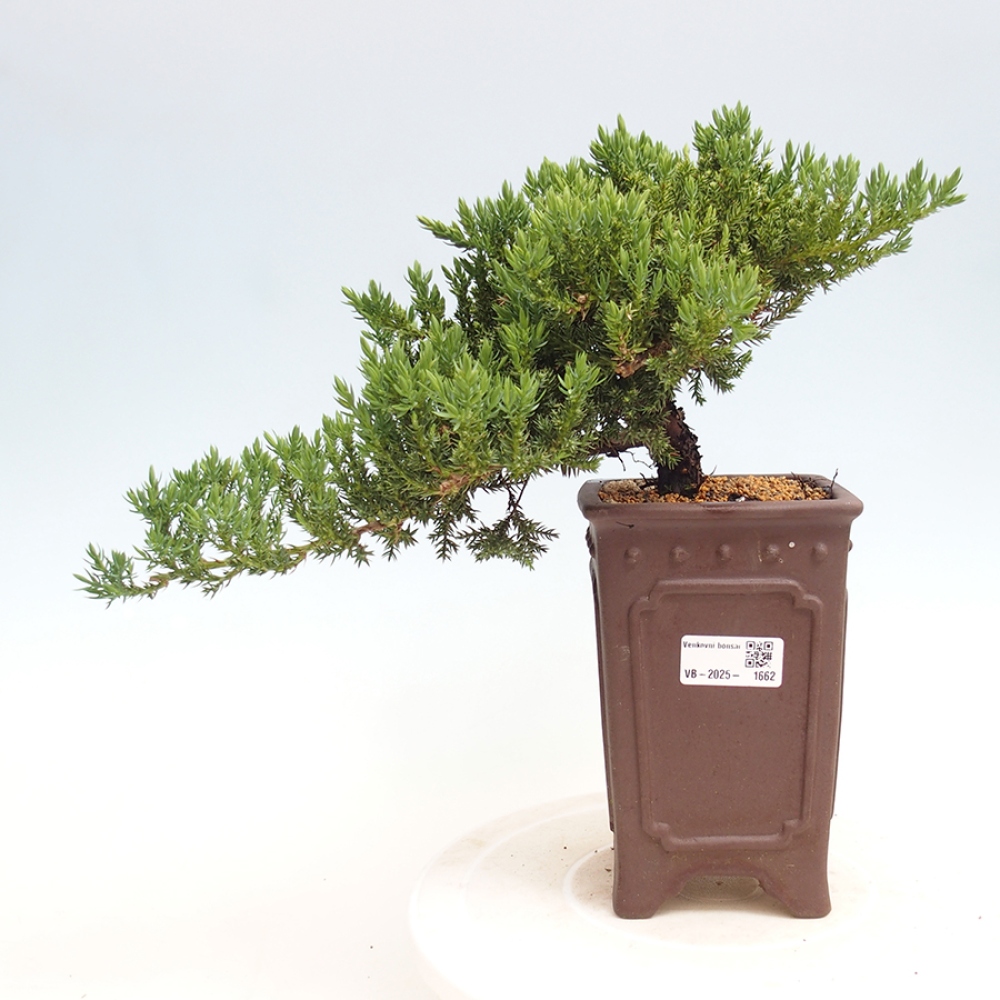 Outdoor bonsai - Juniperus procumbens - Prostrate Juniper