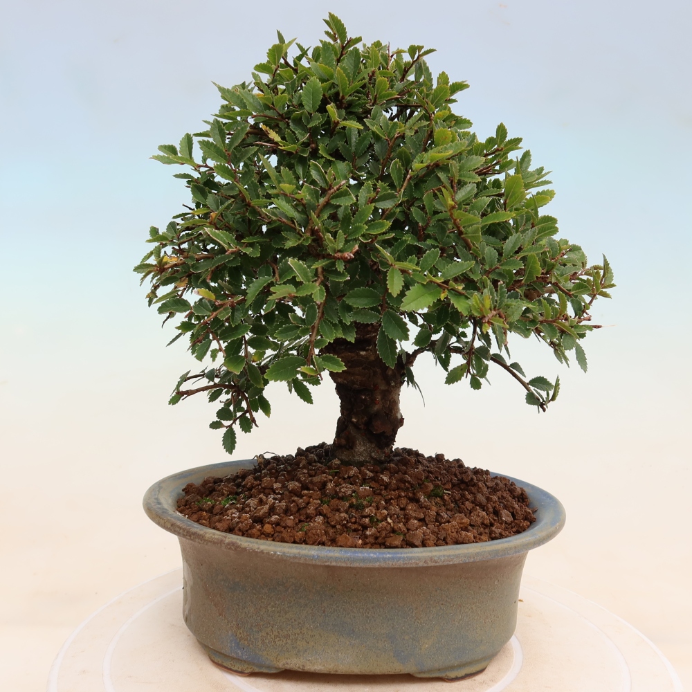 Outdoor bonsai - Zelkova - Zelkova NIRE