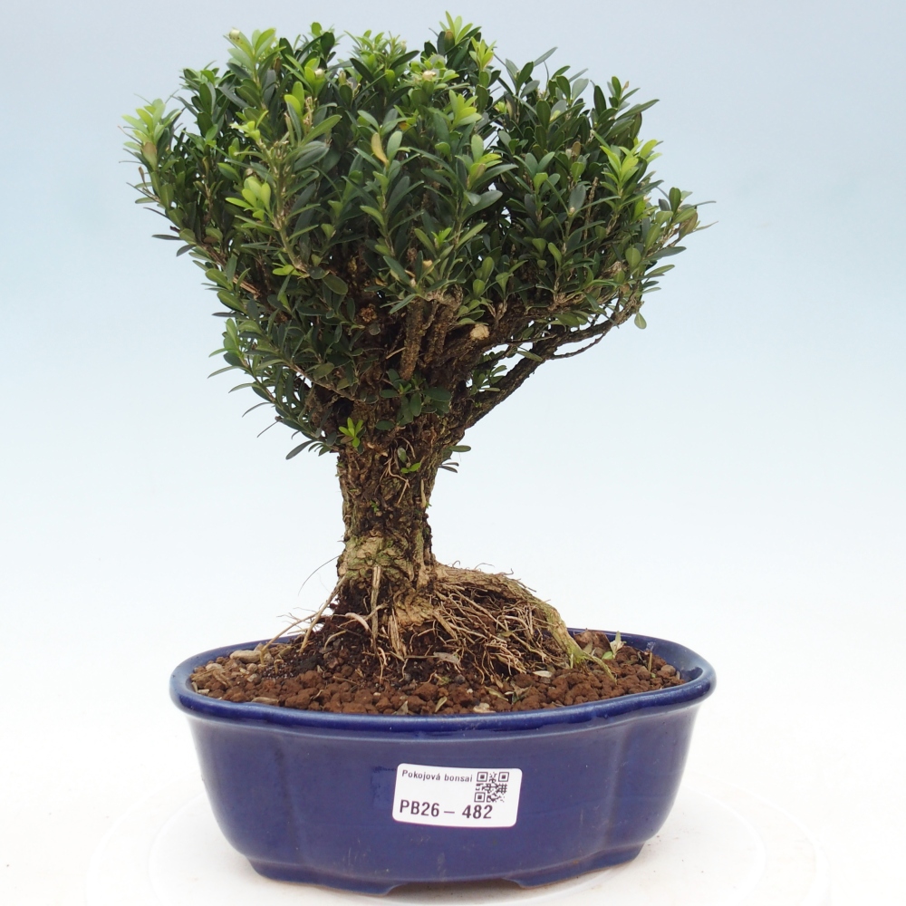 Room bonsai - Buxus harlandii - cork buxus