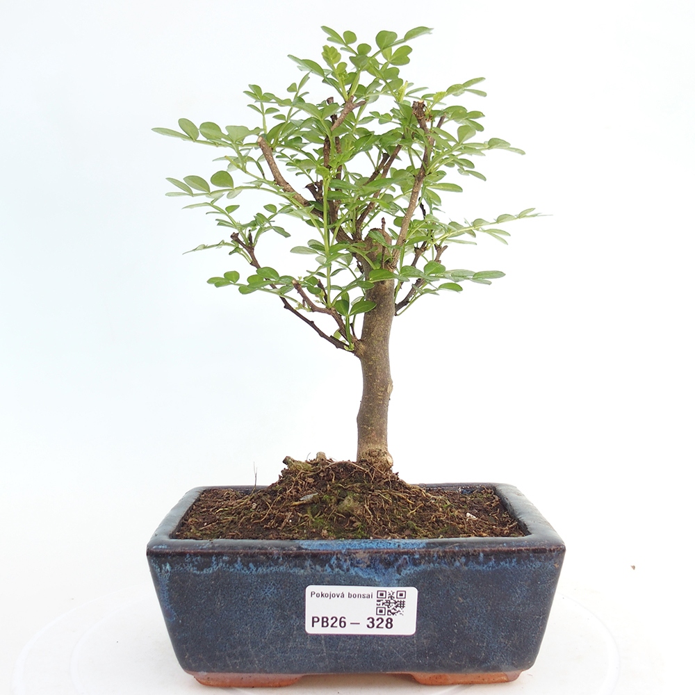 Room bonsai - Zantoxylum piperitum - pepper tree
