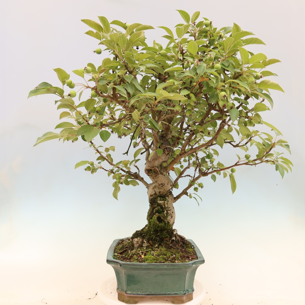 Outdoor bonsai -Malus halliana - Small-fruited apple tree