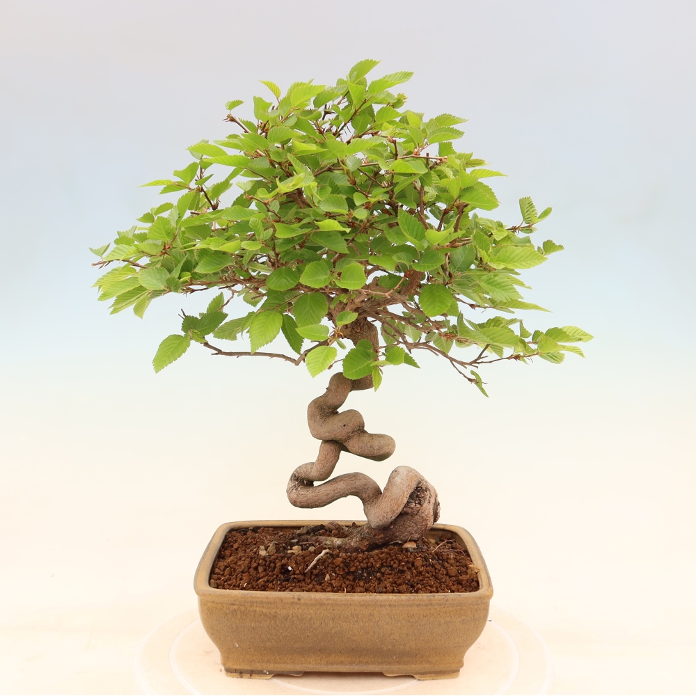 Outdoor bonsai -Carpinus coreana - Korean Hornbeam