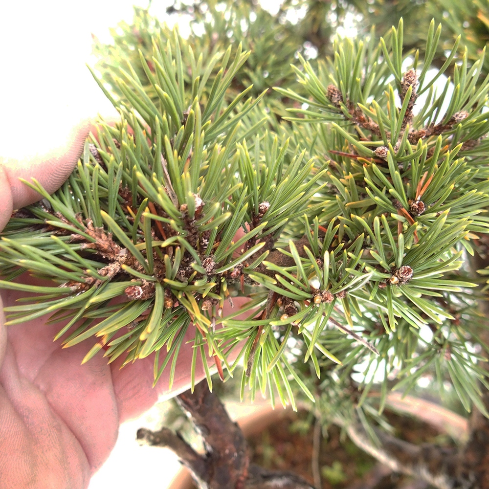 Yamadori - Pinus sylvestris Spain