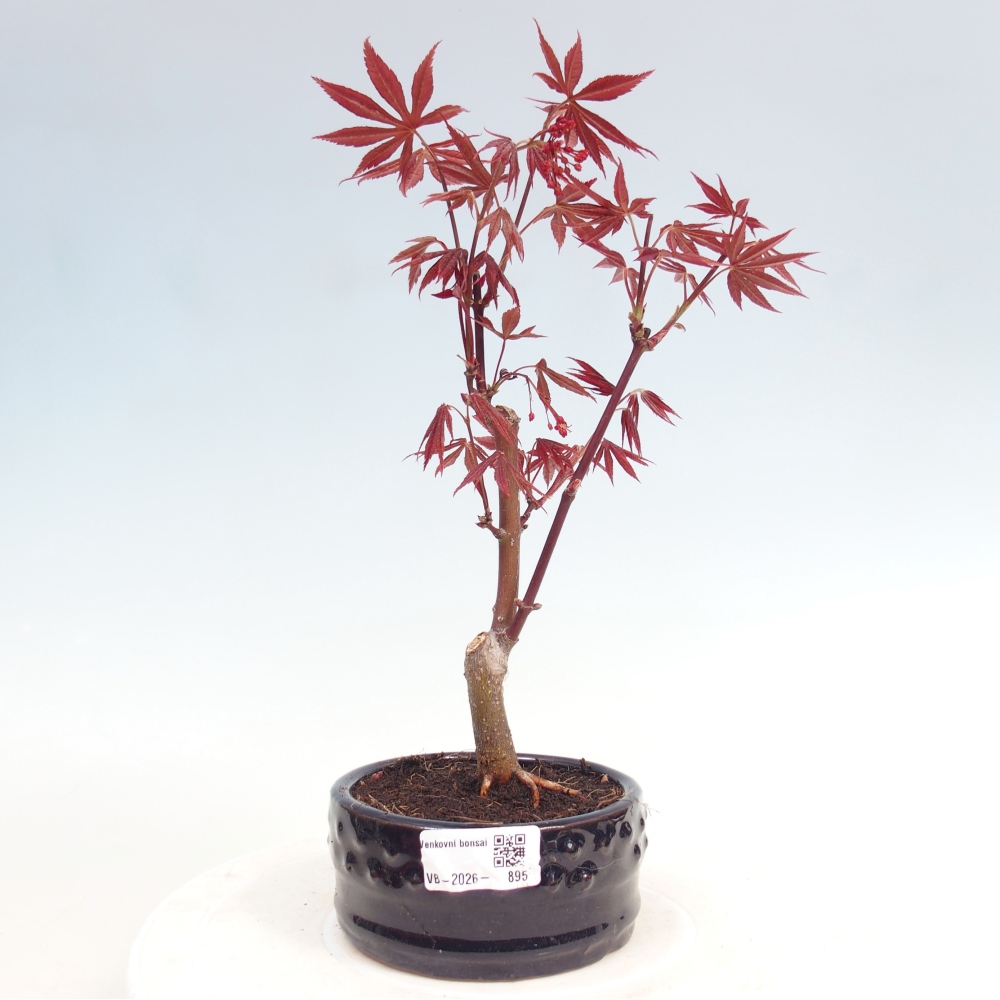 Outdoor bonsai - Acer palm. Atropurpureum-Javor palmate