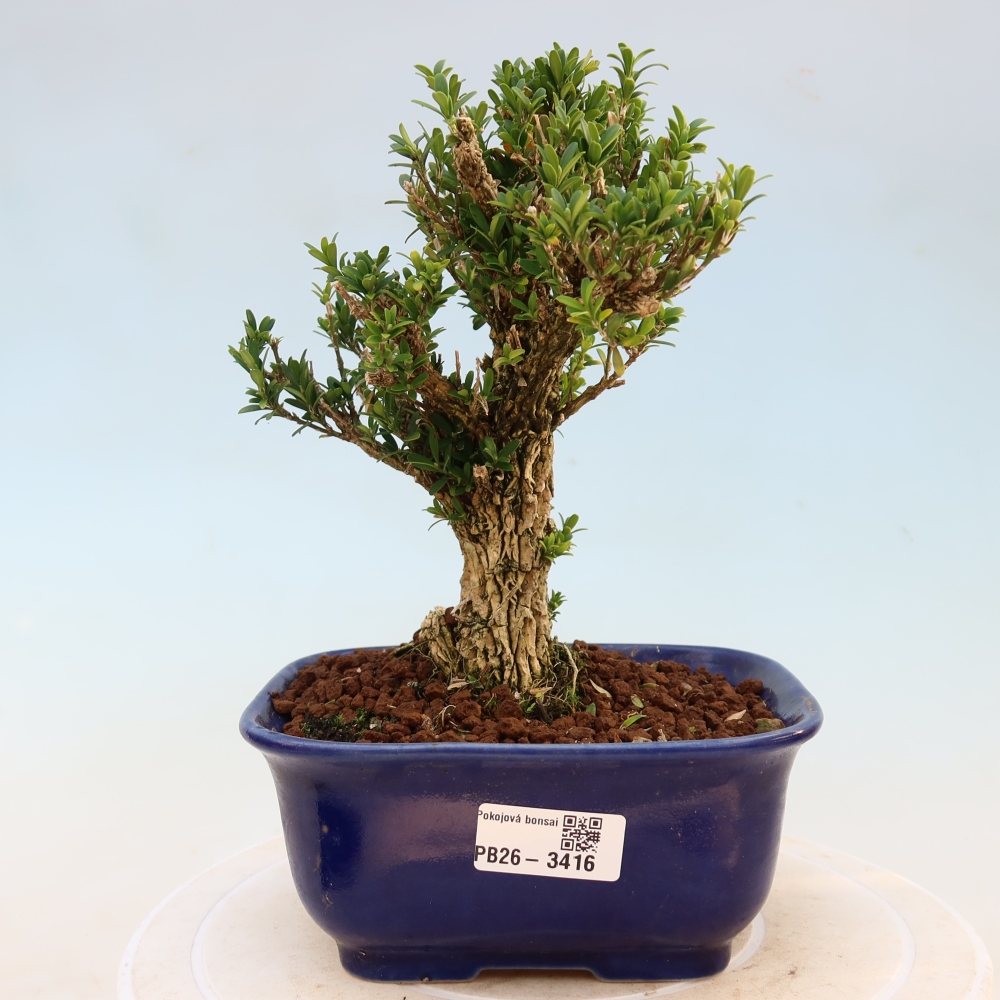 Room bonsai - Buxus harlandii - cork buxus