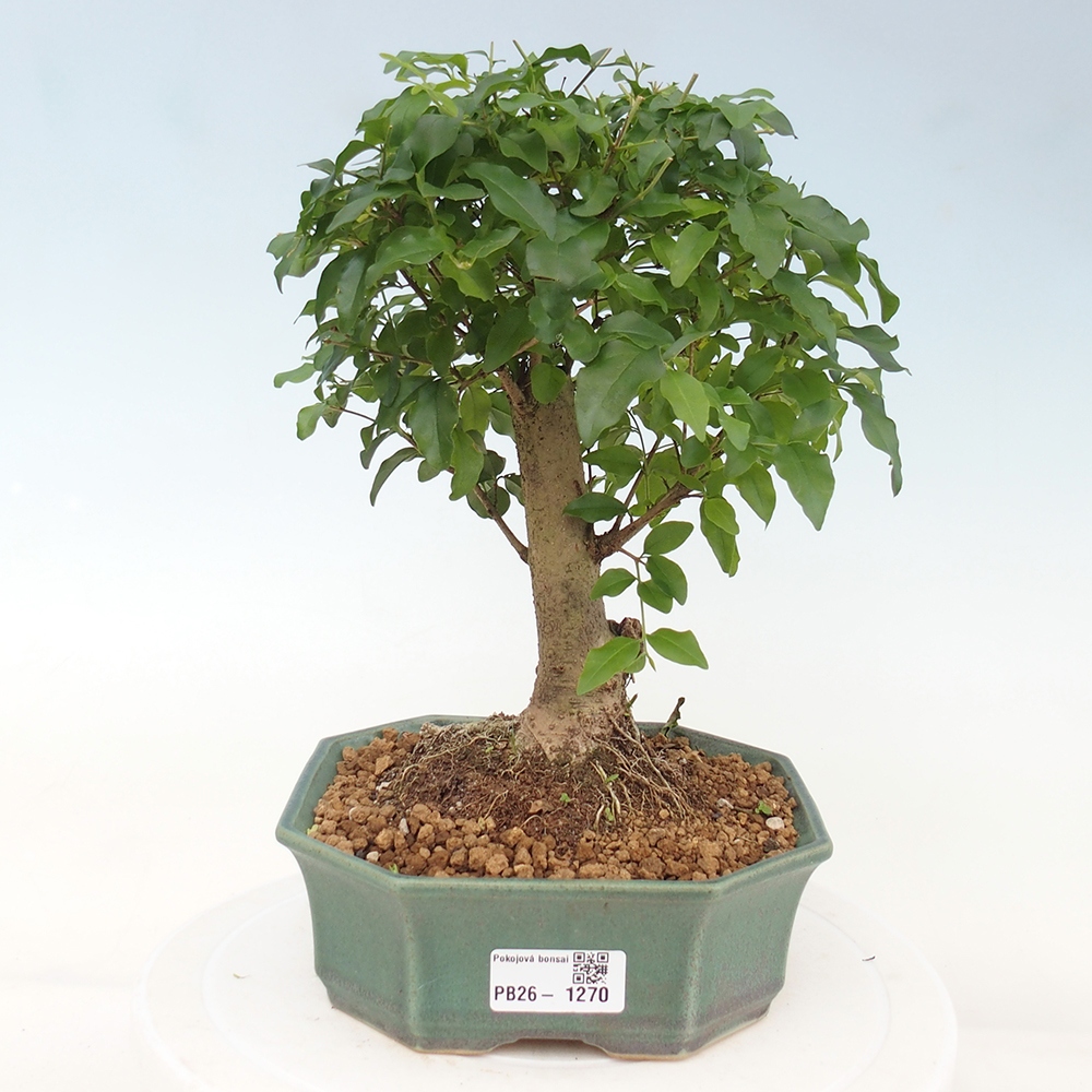 Room bonsai -Ligustrum chinensis - Birds Beak